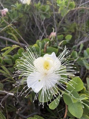 Capparis sandwichiana