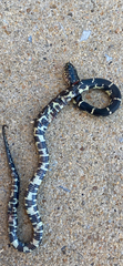 Lampropeltis nigra