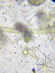 Scyphidiidae