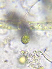 Scyphidiidae