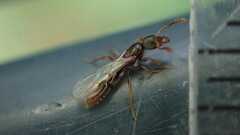 Ponerinae
