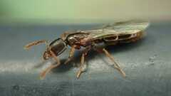 Ponerinae