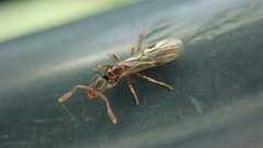 Ponerinae