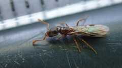 Ponerinae