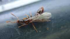 Ponerinae