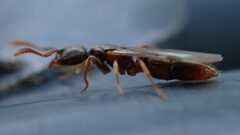 Ponerinae