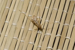 Ilisia maculata
