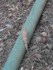 Sphingonotus rubescens