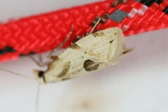 Aethes angustana