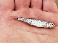 Notropis hudsonius