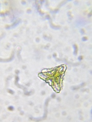 Staurastrum punctulatum