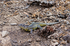 Liolaemus zapallarensis