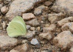 Pseudopieris nehemia