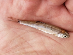 Notropis hudsonius