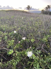 Capparis sandwichiana