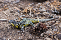 Liolaemus zapallarensis