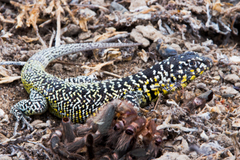 Liolaemus zapallarensis