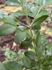 Buxus sempervirens
