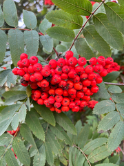 Sorbus