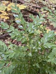 Buxus sempervirens