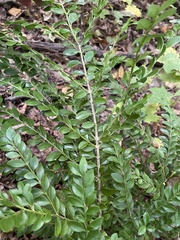Buxus sempervirens