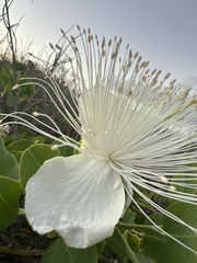Capparis sandwichiana