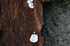 Crepidotus variabilis
