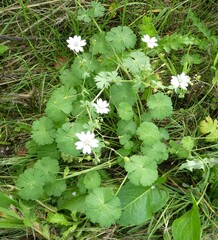 Geranium molle