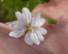 Geranium molle