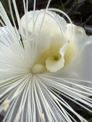 Capparis sandwichiana