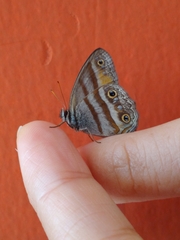 Cissia penelope