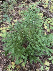 Buxus sempervirens