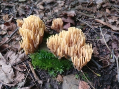 Ramaria formosa