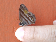 Cissia penelope