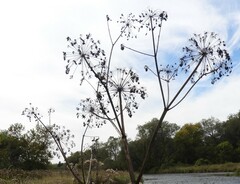 Angelica atropurpurea