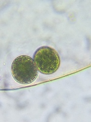 Cosmarium pseudoconnatum