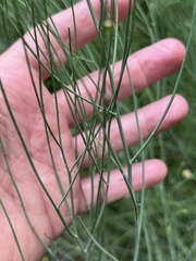 Chloracantha spinosa