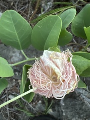 Capparis sandwichiana