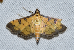 Ategumia ebulealis
