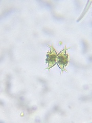 Staurastrum avicula