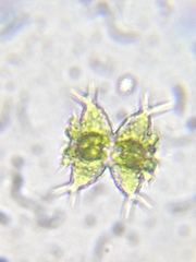 Staurastrum avicula