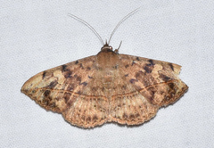 Anticarsia gemmatalis