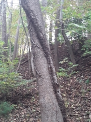 Toxicodendron radicans