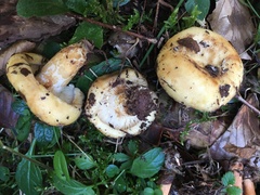 Lactarius intermedius
