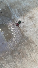 Stenaspis verticalis insignis