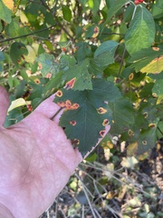 Crataegus mollis