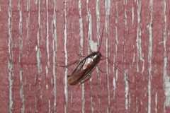 Ischnoptera bilunata