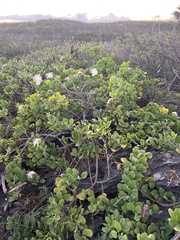 Capparis sandwichiana