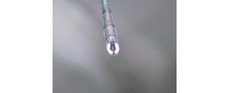 Chalcolestes parvidens