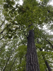 Quercus rubra